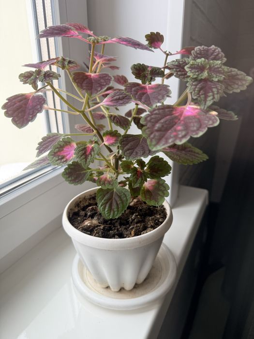 Продам цветок колеус