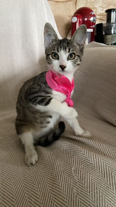 Pisic spre adopție