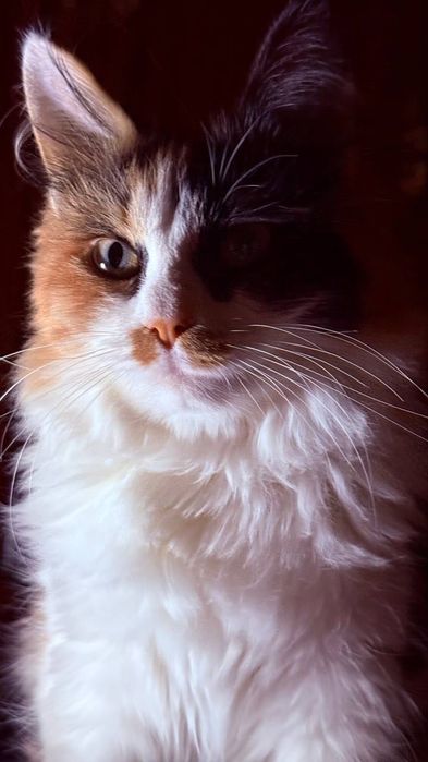 Отдам трехцветную кошку в хорошие руки