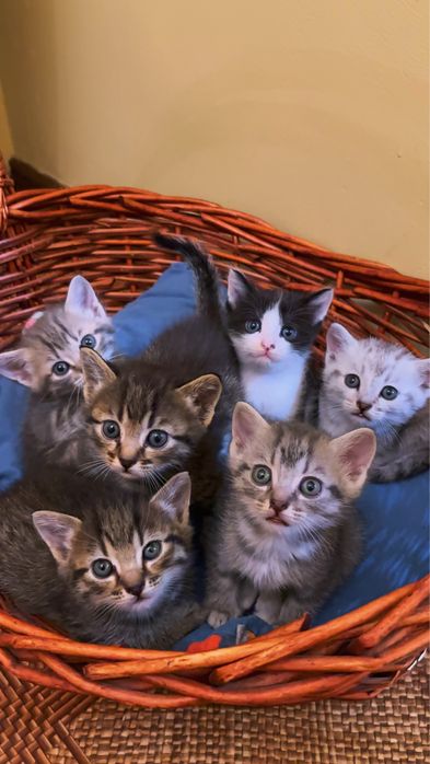 Котята в добрые руки