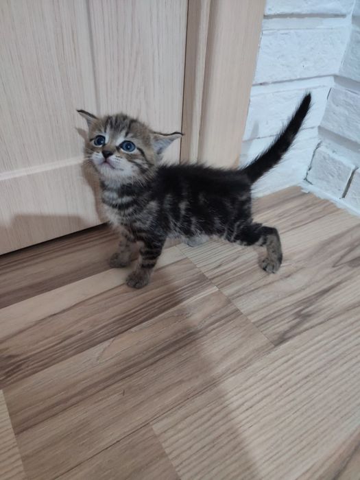 Котята,бесплатно