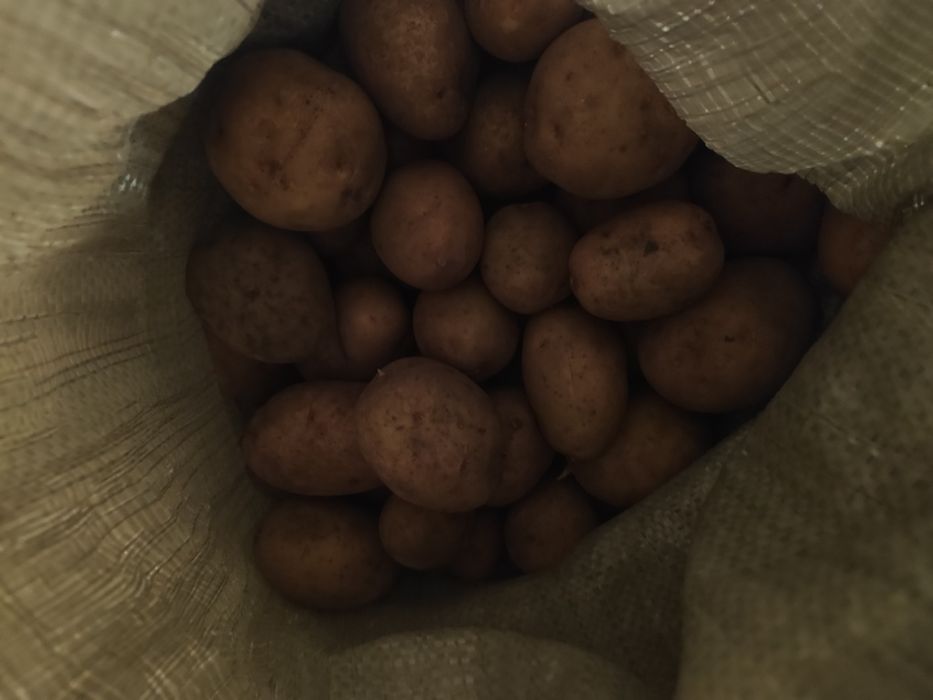Продам домашнюю картошку