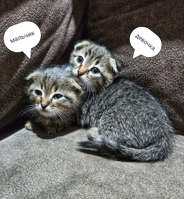 Котята шотландцы.