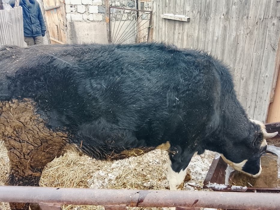 Продам бычка кастрат с откорма