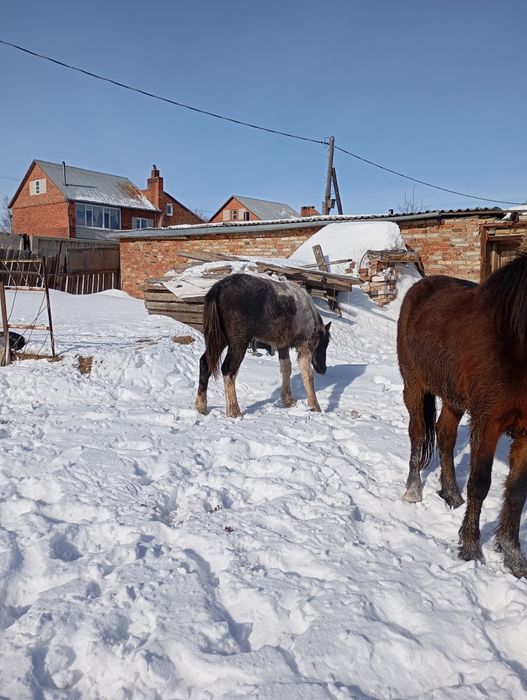 Продам жабагы мальчик стоит на откорме