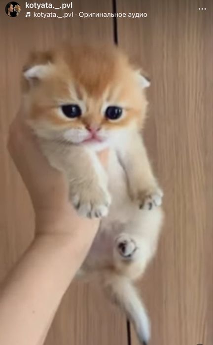 Золотые котята фолды