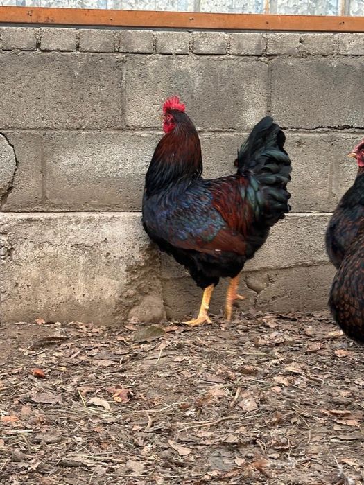 Борневельдер золото.