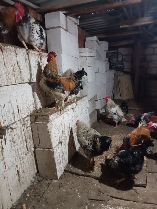 Продаю молодых петухов 6000тг