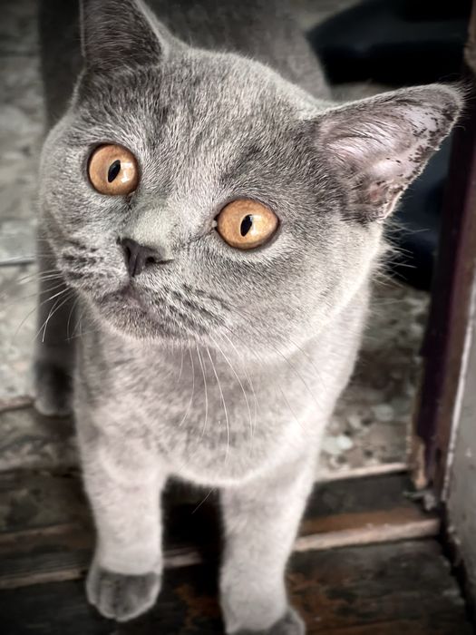 Британская короткошерстная кошка