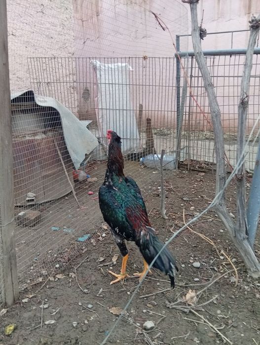 Жожалар сотилади.