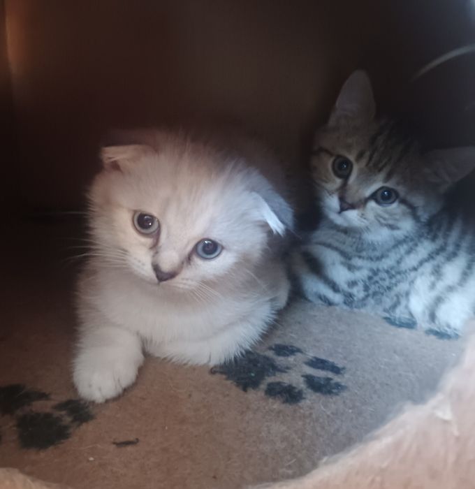 Чистокровные британцы котята