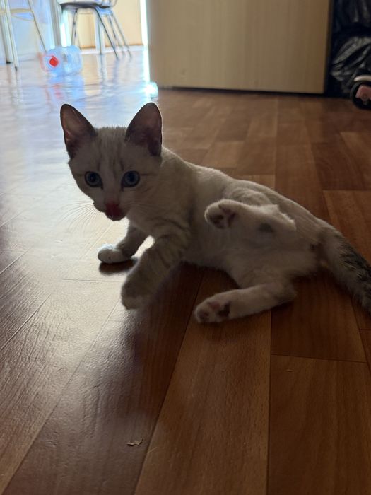 Отдам котенка в добрые руки