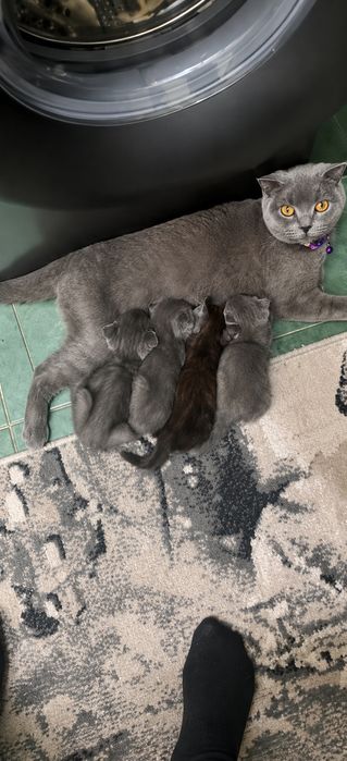 Scottish Fold bolalari sotiladi toza zotli hammasini pasportlari bor