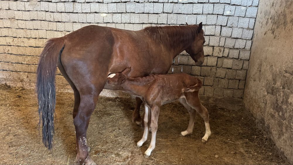 Бие сатылады 2ші тума