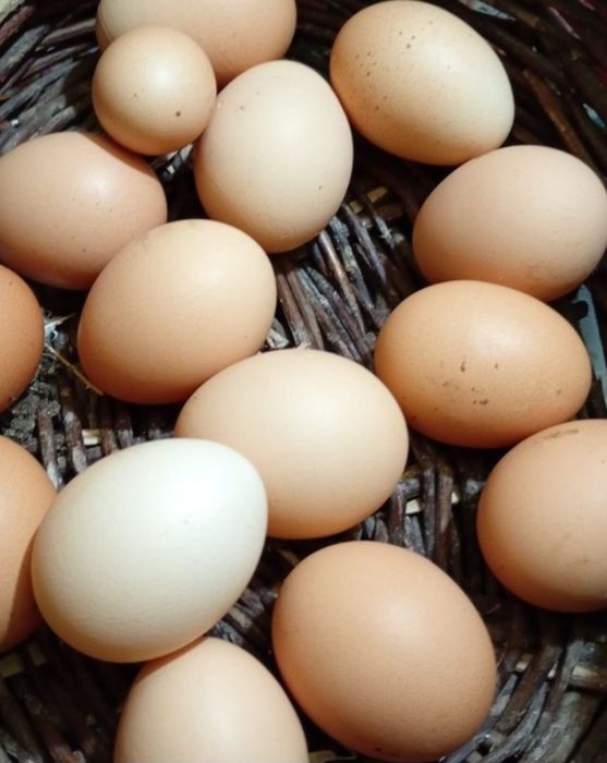 Ouă de la găini de țară crescute doar cu produse naturale  fără concentrate