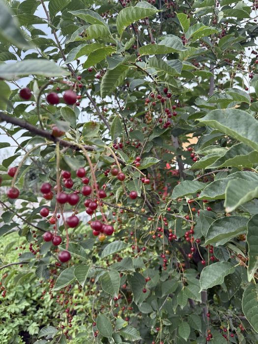 Продам летнюю дачу