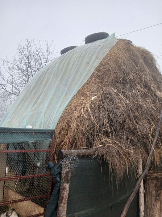 Vand fân pentru aninale