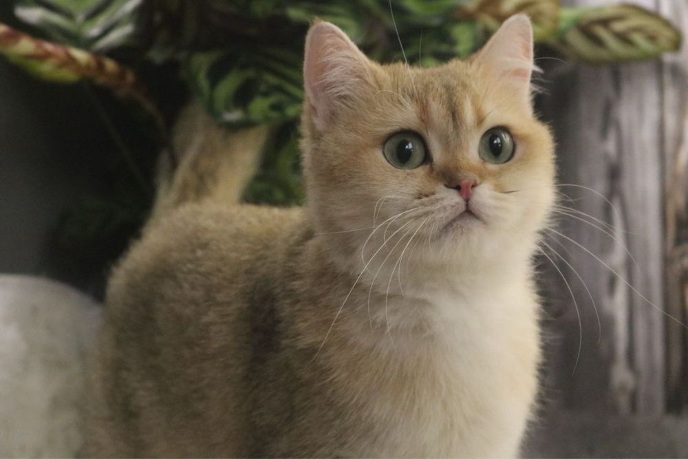 Девочка британка чистокровная