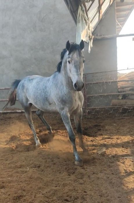 Ot sotiladi toy  pul zaril.