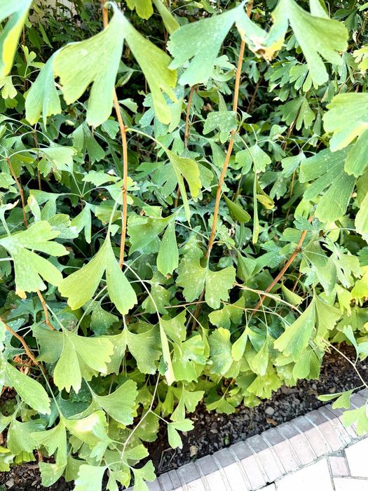 Gingko biloba растение