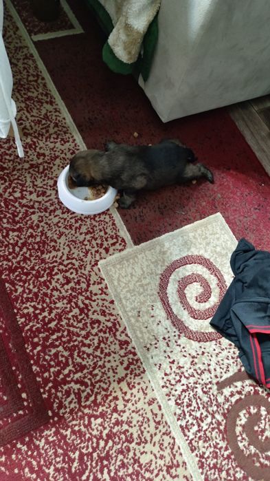 Отдам щенка в добрые руки девочка