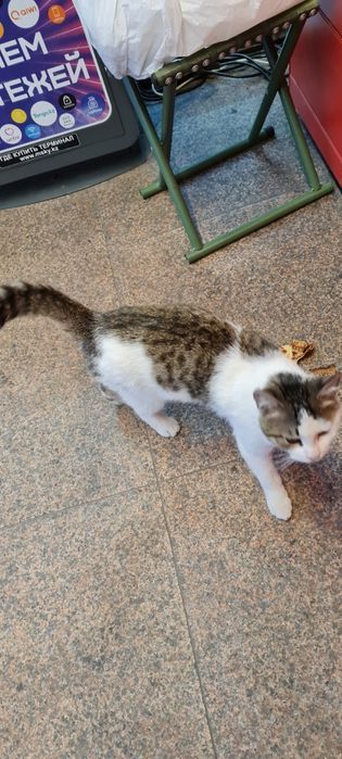 Отдам кота в добрые руки