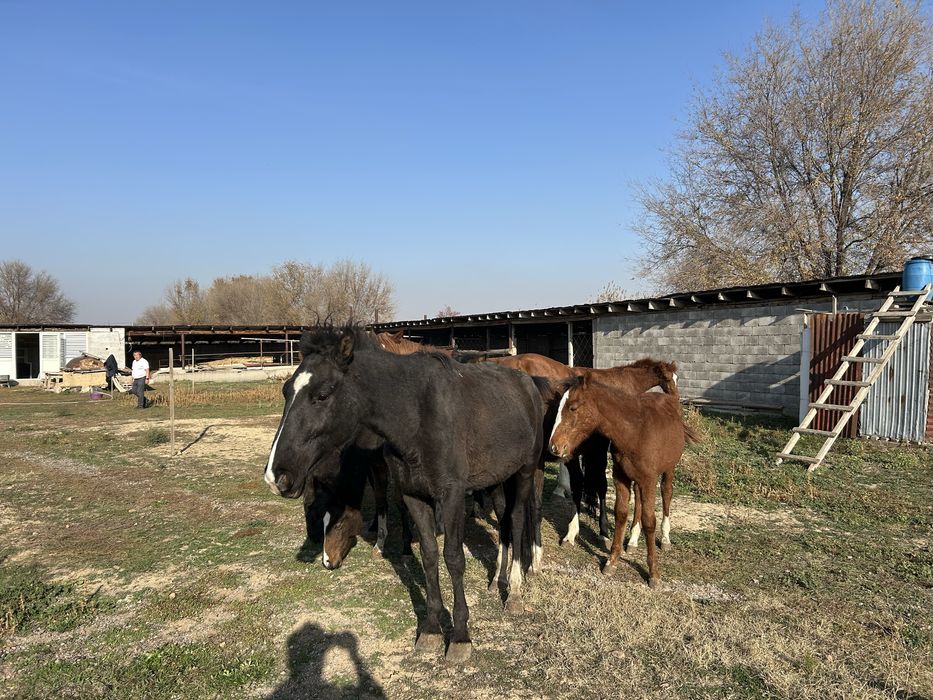 Продам лошадей