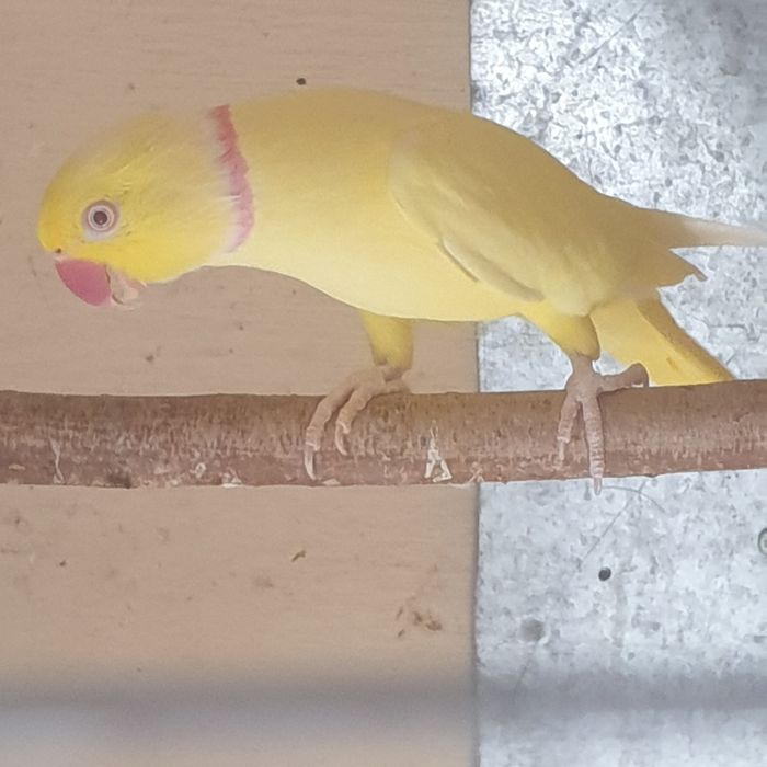Papagali rosella (pereche matura)
