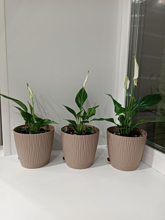 Продам Спатифилум (женское счастье)