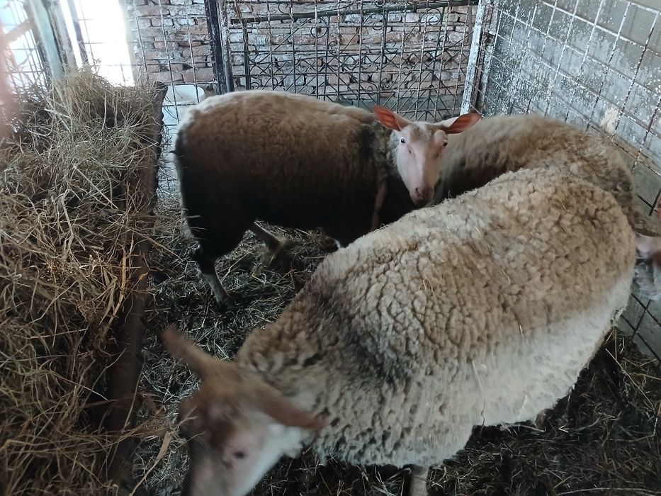 De vânzare 3 oițe gestante