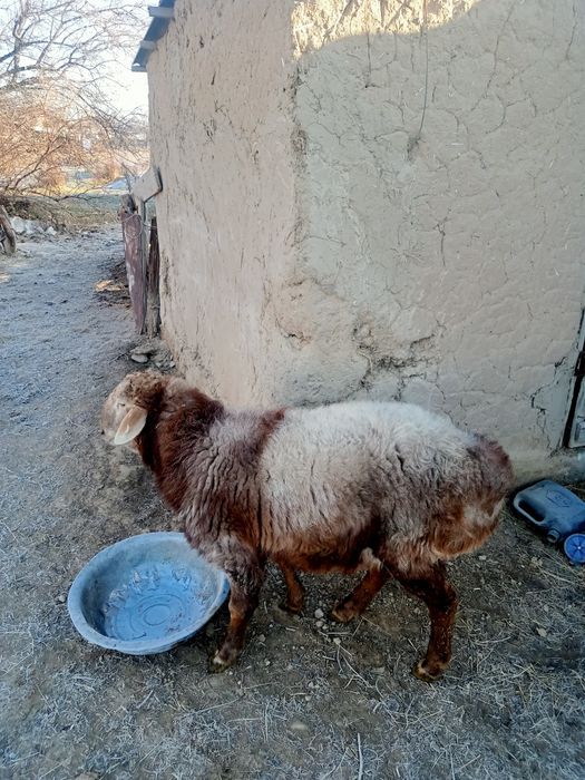 Арашан қошқар сатылады