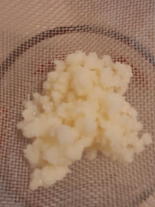 Ciuperca  kefir de lapte chefir de apa scoby kombucha