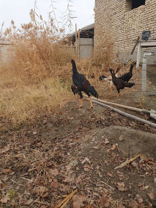 Продам кур..Дакан товук,ва хуроз..!