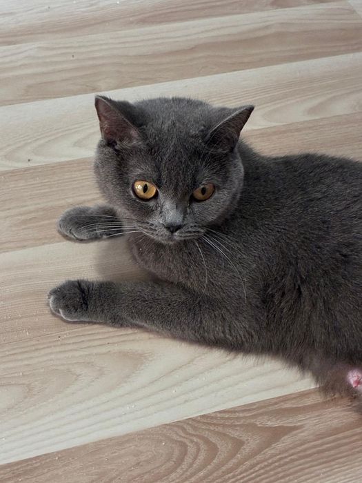 Vanz pui  british shorthair