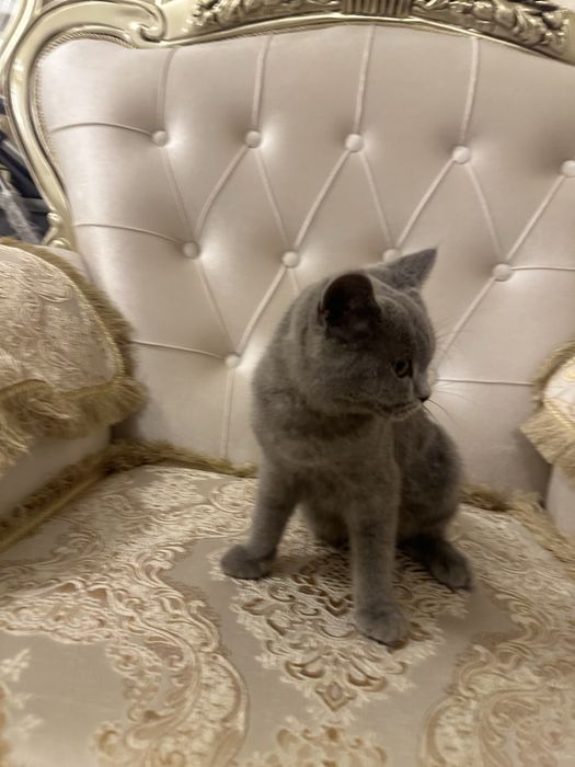 ПРОДАЕТСЯ!!! Британская Короткошерстная кошка. Девочка