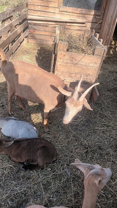 Vând capre de rasă