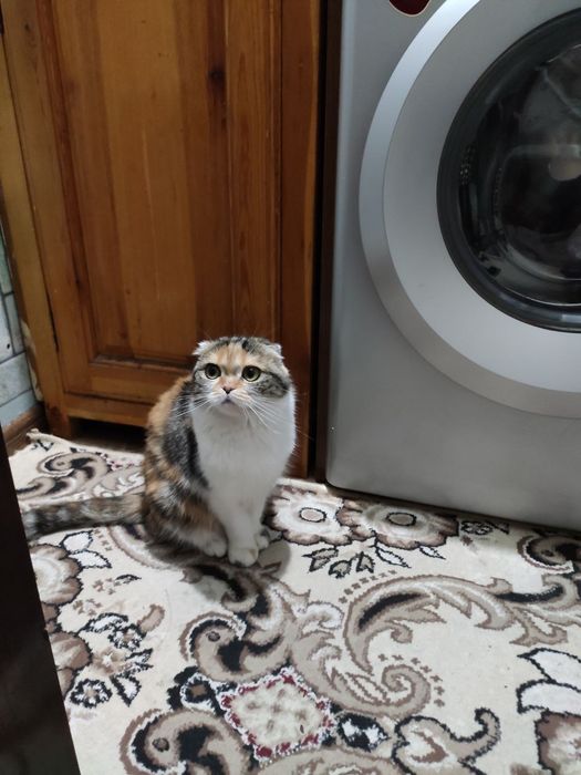 Shatlandiskiy  paroda