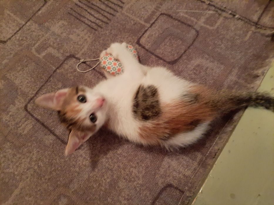 Pisici pentru adoptie