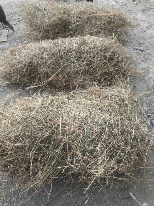 Beda bog' yemish sotiladi