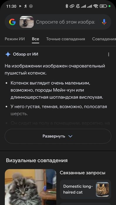 Продаётся котенок. Мушукча сотилади
