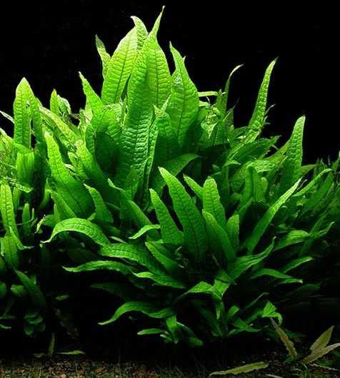 Bolbitis heudelotii și Microsorum –Plante naturale de acvariu.