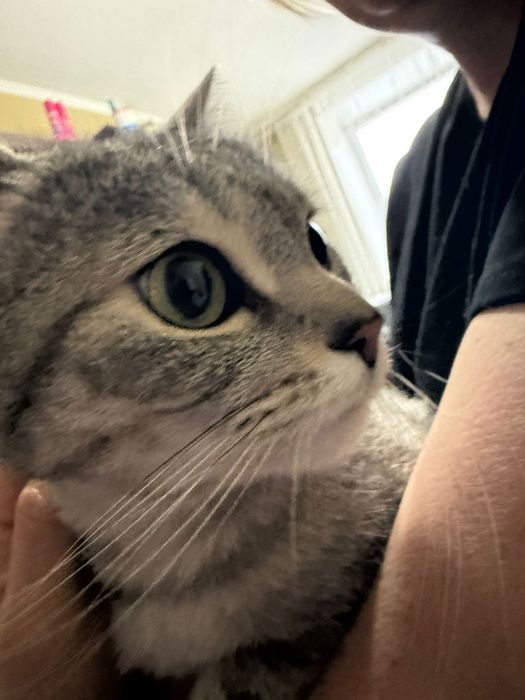 Отдам  кошечку британку