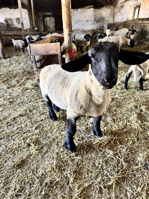 Berbecuti suffolk de vanzare