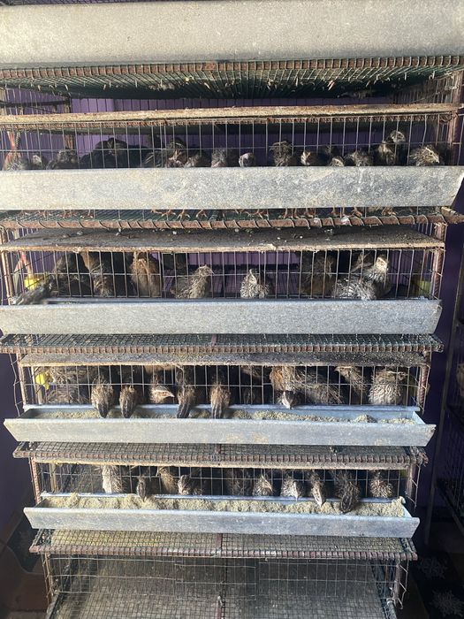 Oua incubat prepelita polara gigant