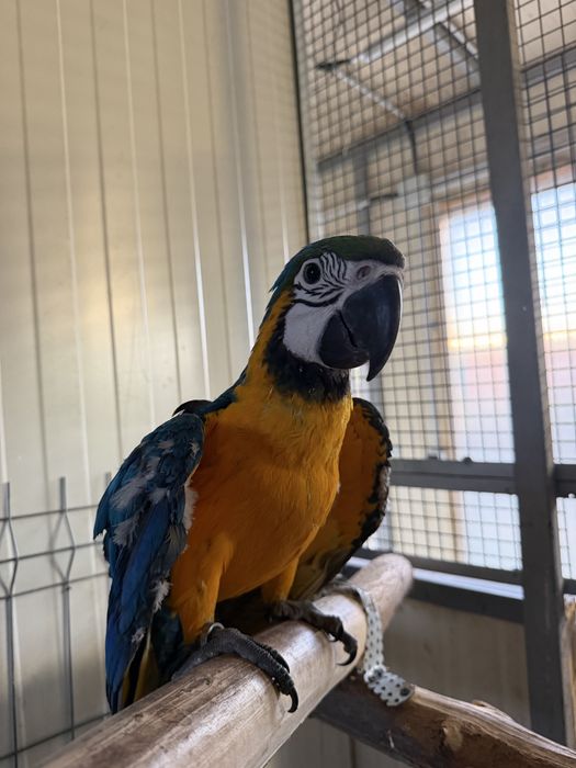 Pui Papagal Ara Araruna