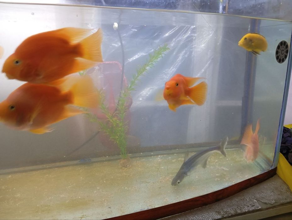 Продаётся  аквариум и  Рыбы 5 попугаев 1 акула 1 африканский