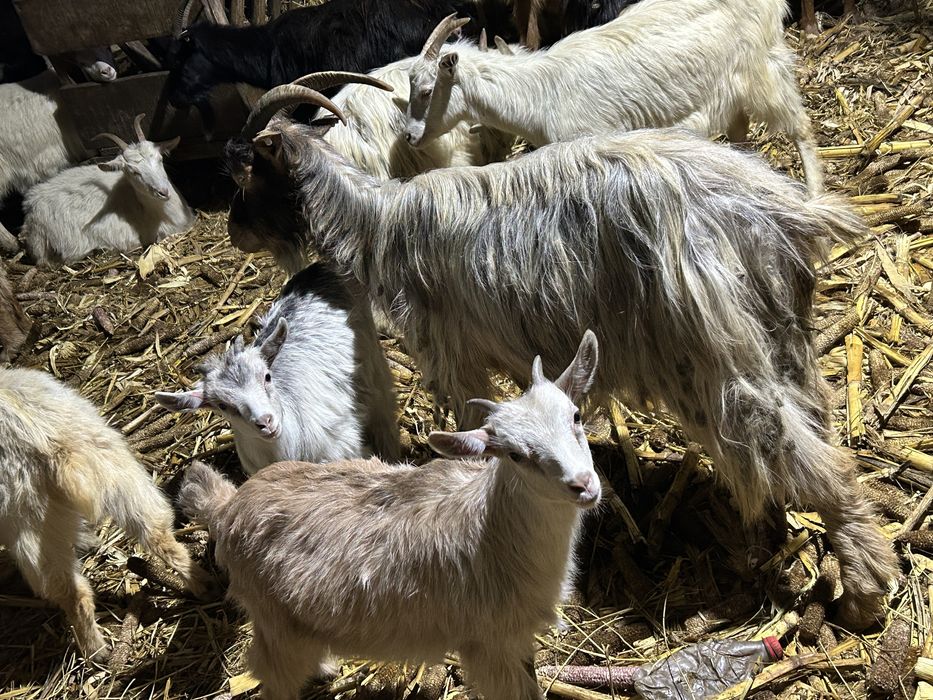 Vand capre sau schimb cu oi