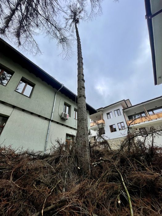 Премахване на опасни дървета, арборист, кастрене, рязане, клони