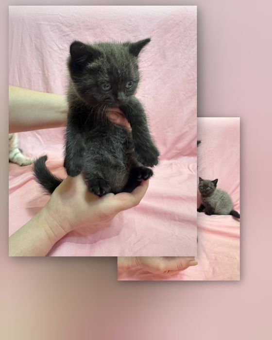 Британские котята (голубая мама, папа серебристая шиншилла)
