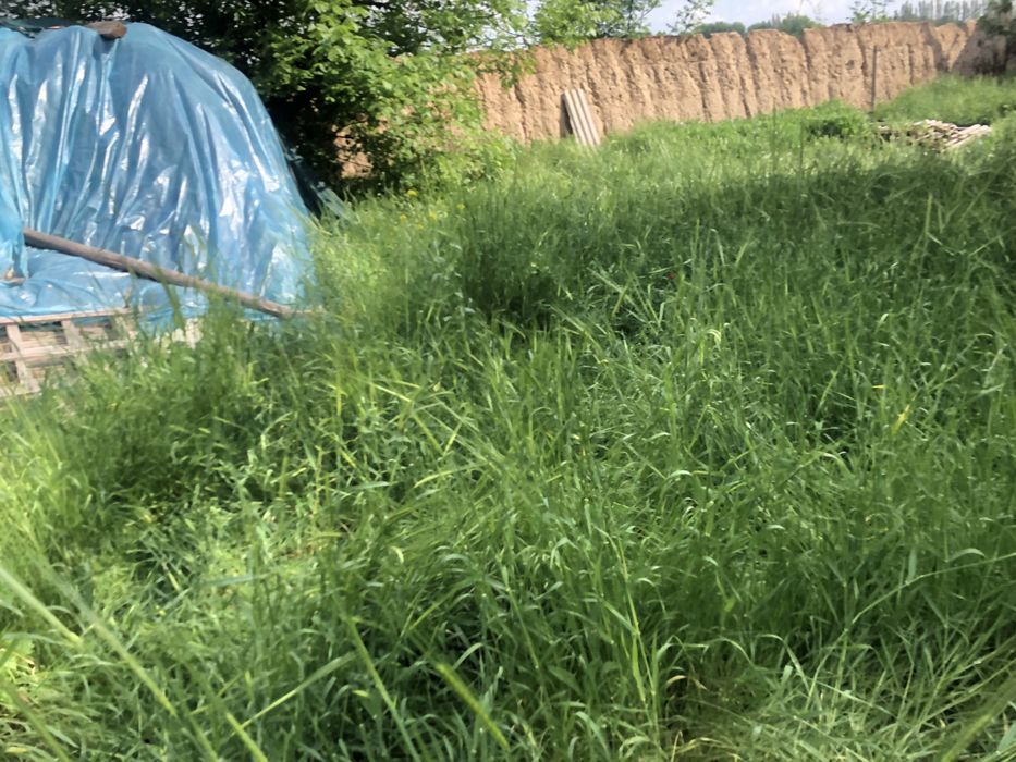 Аренда ер Зангиота Тарнов Мевазор махалласида